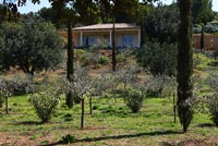 Jardin avec oliviers et cyprès