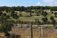 Vue sur vignoble, Grèce