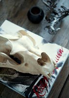Crâne d'animal