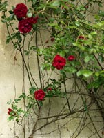 Roses grandissant mur