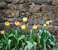 Tulipes jaunes poussant devant le mur
