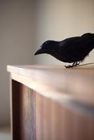Ornement corbeau