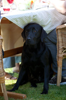 Labrador noir assis sous une table de jardin