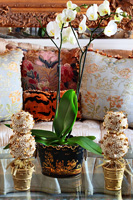 Orchidées sur table basse en verre