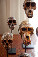 Crânes d'animaux sculptés