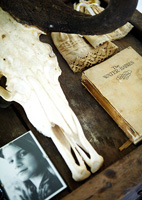 Crâne d'animal et souvenirs vintage