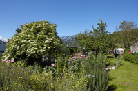Jardin mature avec bordures colorées et serre