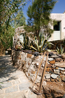 Chemin de pierre et mur avec plantes succulentes