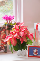 Poinsettia en pot avec des cartes de Noël
