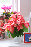 Poinsettia en pot avec des cartes de Noël