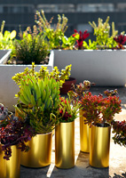 Plantes succulentes en pots d'or