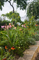 Bordures de jardin avec Dahlias et Heleniums