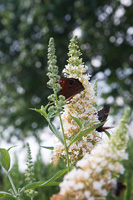 Papillons paon se nourrissant de fleurs de Buddleia