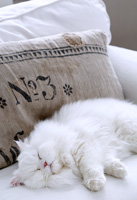 Chat couché sur le canapé