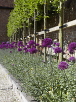 Bordure de jardin minimale avec Alliums et arbres plêchés