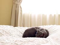 Chat couché sur un couvre-lit Candlewick