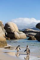 Pingouins sur la plage, Simons Town, Afrique du Sud
