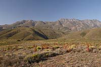 Montagnes de Langeberg, Afrique du Sud