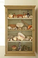 Collection de coquillages dans une armoire en bois