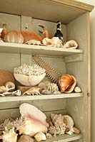 Collection de coquillages dans une armoire en bois