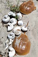 Coquillages sur la plage