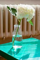Fleur d'hortensia en bouteille en verre