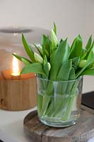Vase de bourgeons de tulipes