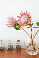 Fleurs de Protea dans un vase en verre