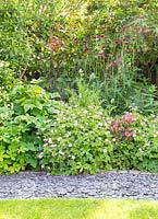 Géraniums fleurissant en bordure de jardin