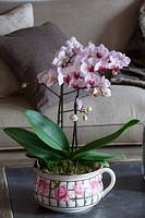Orchidée fleurie en pot à motifs