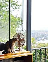 Chat regardant par la fenêtre