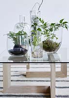 Plantes d'intérieur dans des récipients en verre