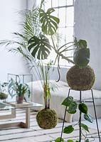 Affichage des plantes d'intérieur dans le salon