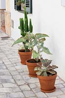 Plantes succulentes en pots d'argile