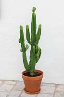 Cactus en pot d'argile contre un mur blanchi à la chaux