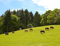 Vaches paissant dans le champ