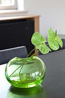 Fleurs d'Anthurium dans un vase en verre