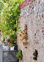 Plantes succulentes poussant dans le mur du jardin
