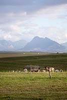 Vue sur les terres agricoles, Afrique du Sud