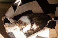 Chat animal endormi sur coussin de sol