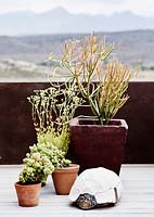 Plantes succulentes en pots