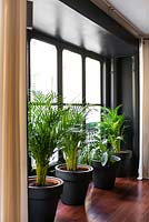Plantes d'intérieur à la fenêtre