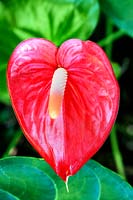 Plante d'Anthurium en fleur