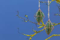 Prismes en cuivre contenant du feuillage de pin, suspendus à une branche recouverte de lichen
