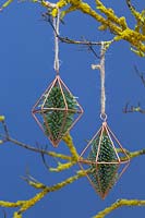 Prismes en cuivre contenant du feuillage de pin, suspendus à une branche recouverte de lichen