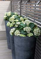 Grands pots avec de faux plants d'hortensia
