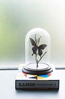 Dôme en verre avec papillon