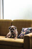 Terrier assis sur un canapé jaune