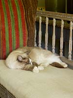 Chat dormant sur le canapé
