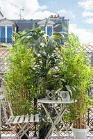 Plantes en pot sur balcon